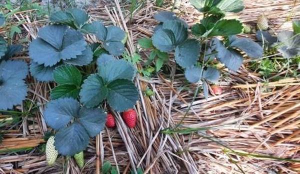 सिंचाई में सतर्कता, फलने लगी स्ट्रॉबेरी