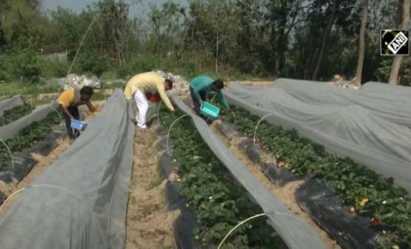 ड्रिप इरीगेशन में सरकारी मदद, अच्छी पैदावार