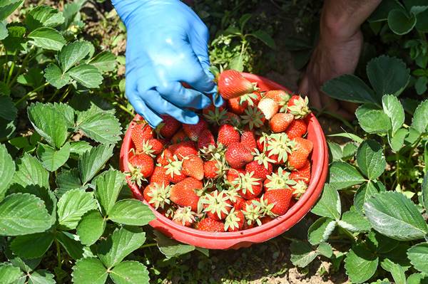 बिहार में ऑस्ट्रेलियन स्ट्रॉबेरी