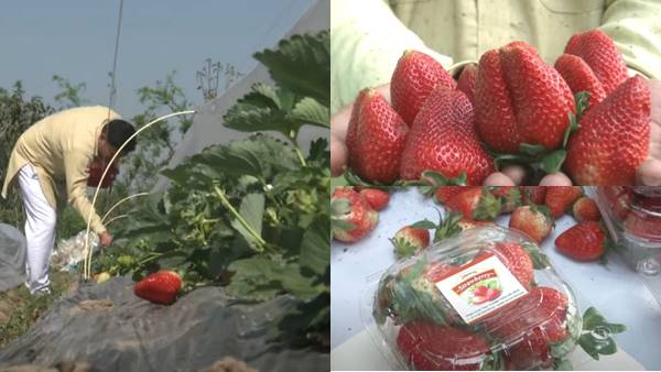 इनोवेटिव फार्मिंग का विचार, सरकार से सब्सिडी