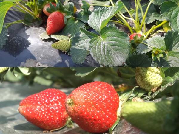 पुश्तैनी जमीन पर नए तरीके से खेती