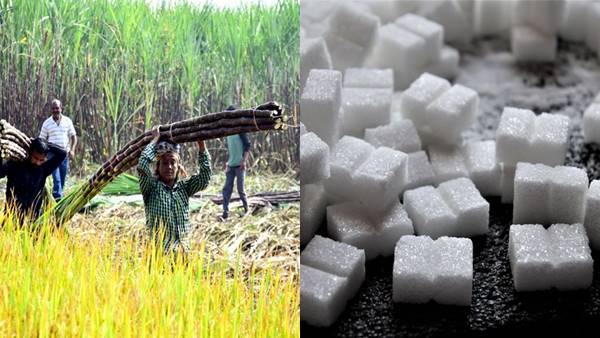 खेती आधारित उत्पाद है चीनी, उपलब्धता सीमित