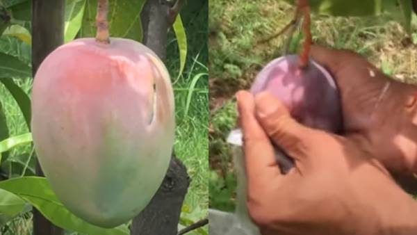 बांग्लादेश से लाए बीज, सरकार से मांगी मदद