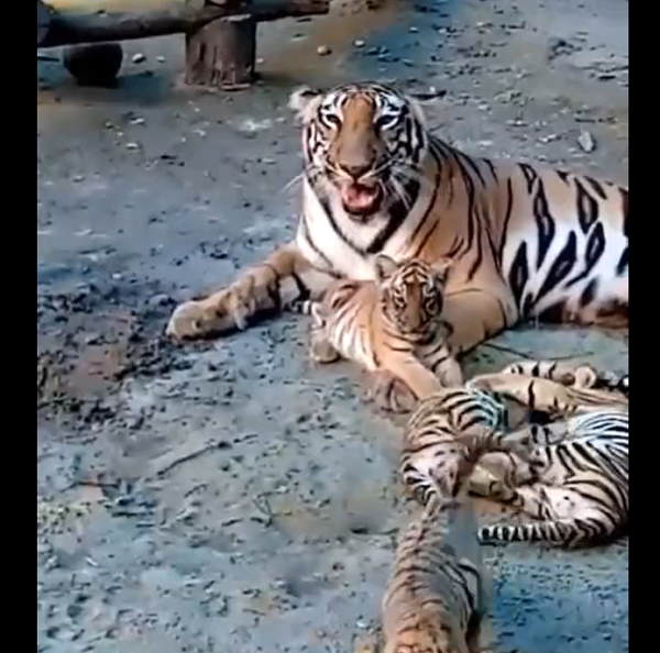 बाघिन शीला के शावकों ने की मस्ती