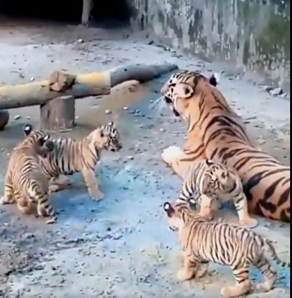 यहीं मिलते हैं रॉयल बंगाल टाइगर