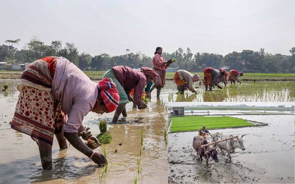 सही बीज का चुनाव करें, जानिए धान के प्रकार