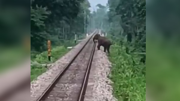 रेलवे ट्रैक पार करता दिखा हाथी