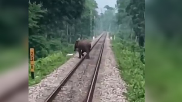 बढ़ती आबादी और सिकुड़ते जंगल