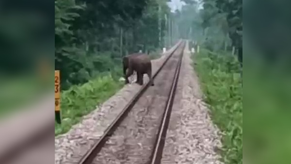 ड्राइवर ने लगाए इमरजेंसी ब्रेक