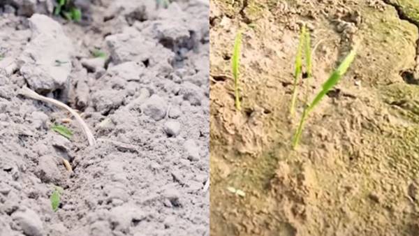 DSR से लगभग हर मिट्टी में धान की फसल