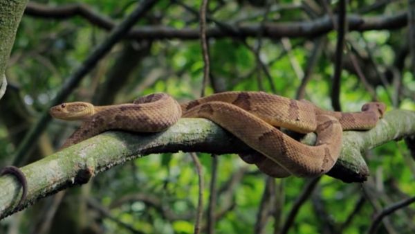 फलों और सब्जियों के यौगिक से पिट वाइपर के जहर को किया बेअसर 