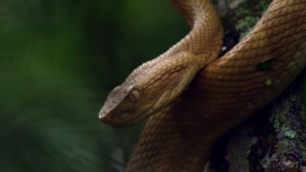 जहरीले सांप के काटने के प्रभाव में देरी कर सकता है