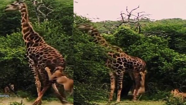 जिराफ लेता है गिनगिन कर बदला जिराफ लेता है गिनगिन कर बदला