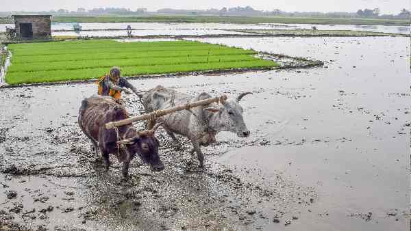60% कृषि भूमि मानसूनी बारिश के भरोसे