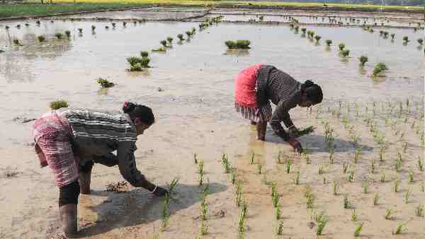 इन राज्यों के किसान सोच-समझकर लगाएं फसल