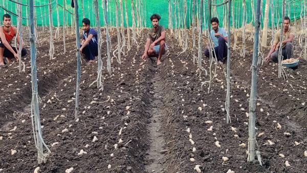 देसी प्रजाति के बीजों का कलेक्शन 