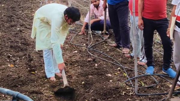 बांस की पत्ती से बनती है खाद