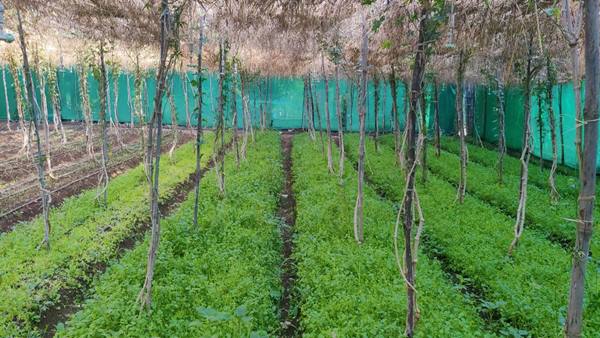 लैब की तकनीक के बदले, स्वावलंबन पर हो जोर