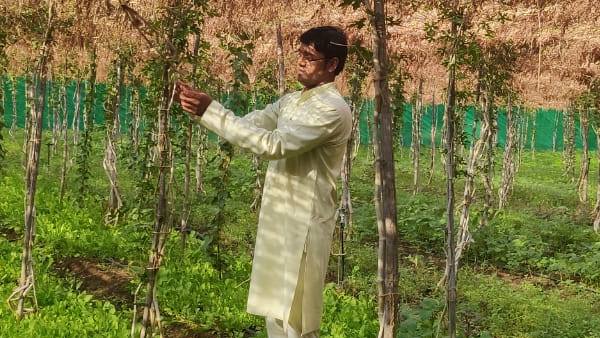 खेतों की सुरक्षा और छांह के लिए बांस के प्रयोग