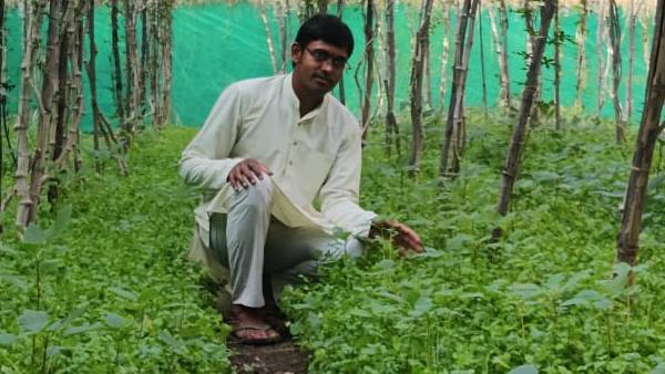 घरेलू उपायों से कीटनाशकों पर कंट्रोल