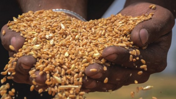 आखिर क्यों गेहूं के उत्पादन आई गिरावट