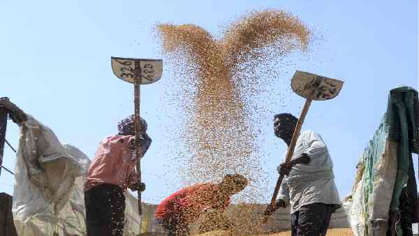 गेहूं निर्यात पर पाबंदी का फैसला क्यों लेना पड़ा ?