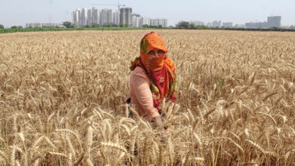 जानें देश में चावल का कितना होगा उत्पादन