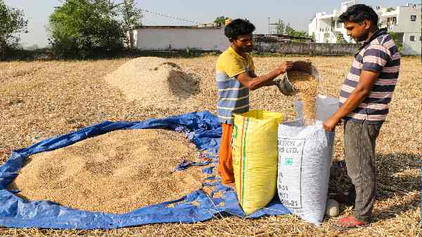 कितने दिनों में गेहूं-आटे के घटेंगे दाम ?