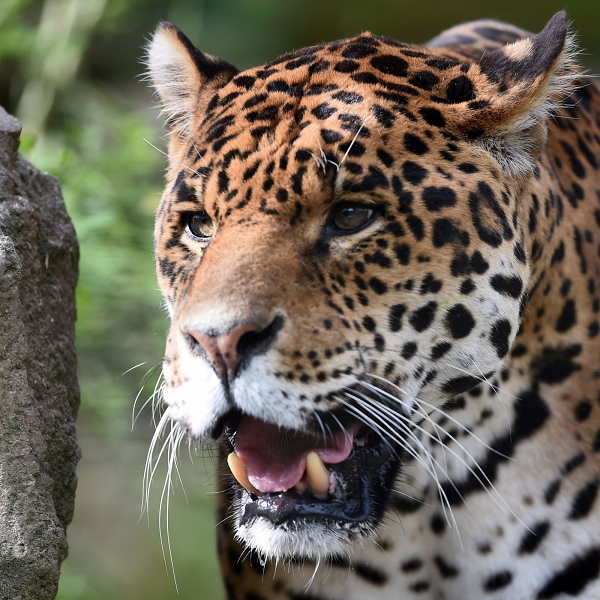 You can adopt wildlife, For the first time A teacher adopted 40 birds, know how much will be cost?