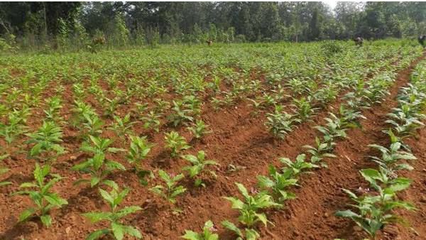 एक साल में 7000 टन की डिमांड