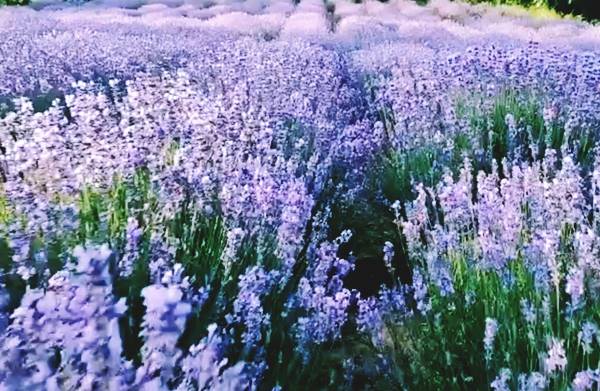 लैवेंडर से भागेंगे कीड़े-मकोड़े और मच्छर