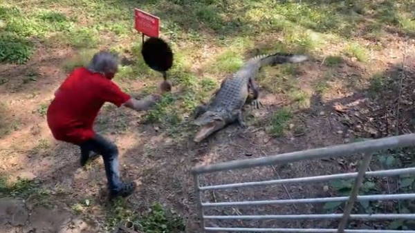 मगरमच्छ को भगाने गए थे बुजुर्ग