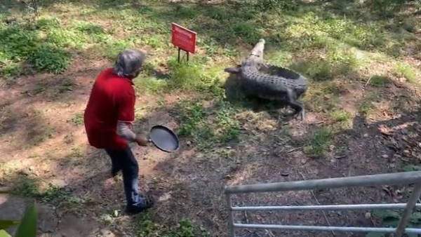 मगरमच्छ पर भारी पड़े हैनसेन