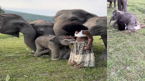 मॉडल के साथ खेल रहा था हाथी का बच्चा