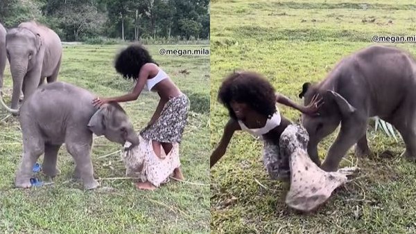 हाथी ने कर दिया शर्मिदा