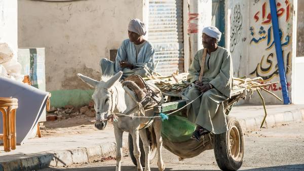  पाकिस्तान में लगातार बढ़ रहे हैं गधे