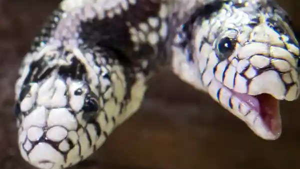 सैंड बोआ प्रजाति का है सांप 