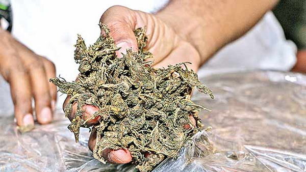 गांजा प्रेमियों ने मनाया जश्न