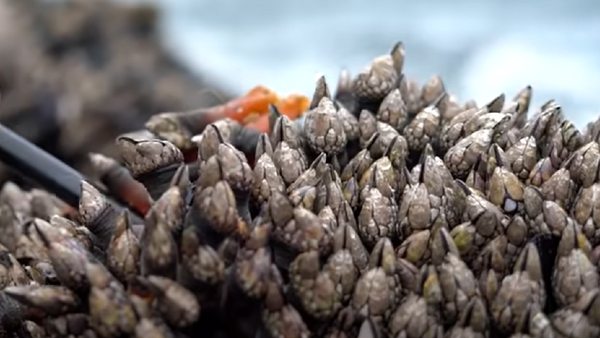 समुद्री चट्टानों पर मिलता है