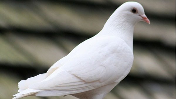 दो कबूतर भी थे मौजूद