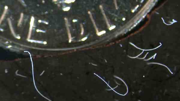 नंगी आंखों से दिखता है ये बैक्टीरिया