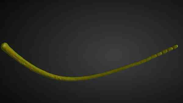 करीब एक सेंटीमीटर है थियोमार्गरीटा मैग्निफा की लंबाई