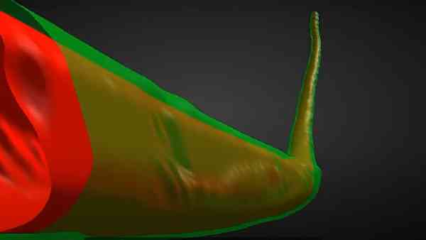 मैंग्रोव के दलदल में अनेक चीजों से चिपका मिला