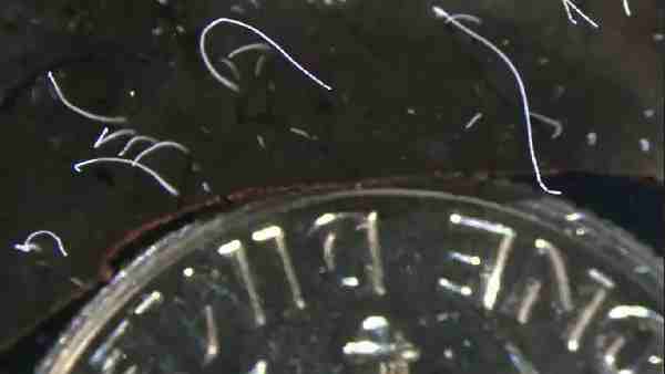 अपनी रक्षा के लिए विशाल बना थियोमार्गरीटा मैग्निफा!