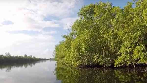 पृथ्वी का पहला जीव है बैक्टीरिया