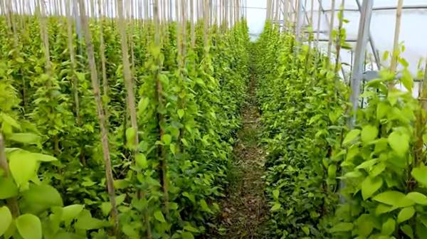 दांतों और मसूड़ों के लिए फायदेमंद