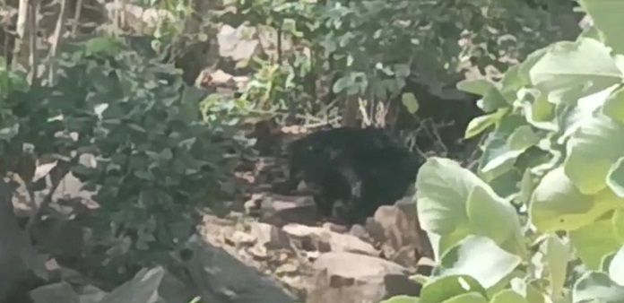 पन्ना में पहाडी पर शवों के पास मौजूद भालू पन्ना में पहाडी पर शवों के पास मौजूद भालू