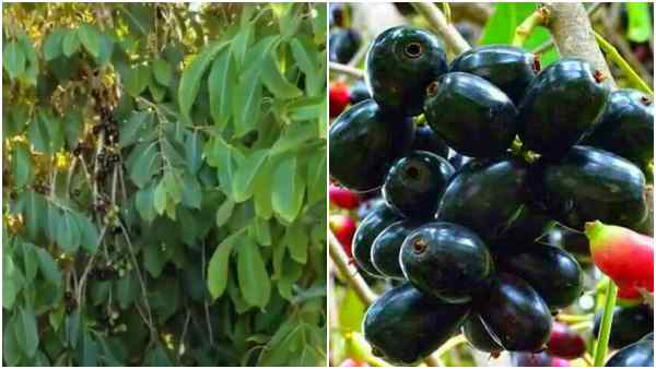 दुनियाभर में जामुन की खेती, पोषक तत्वों से भरपूर