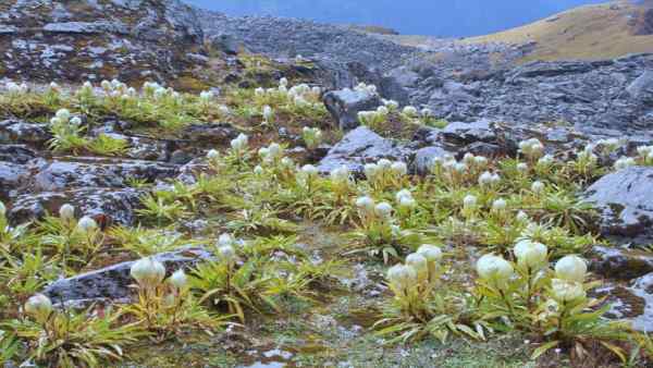 ब्रह्म कमल की रोपाई