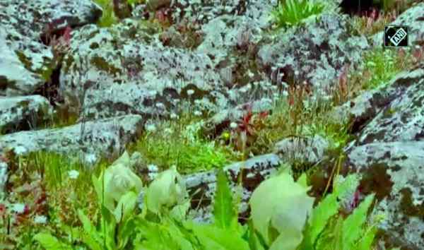 कब खिलता है ब्रह्म कमल